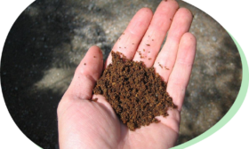 What colour is the soil? – testing different types of soil
