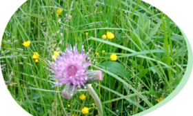 How many plants grow in a flower meadow? – biodiversity features