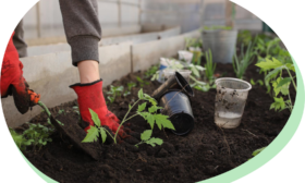 Cultivar un jardí de tardor en miniatura a classe