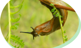 What do slugs do in the garden?